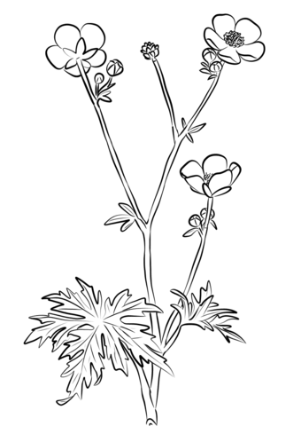 Ranunculus Acris Coloring Page